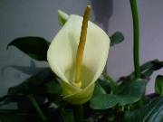 Arum creticum